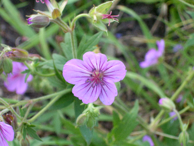 Purple flower