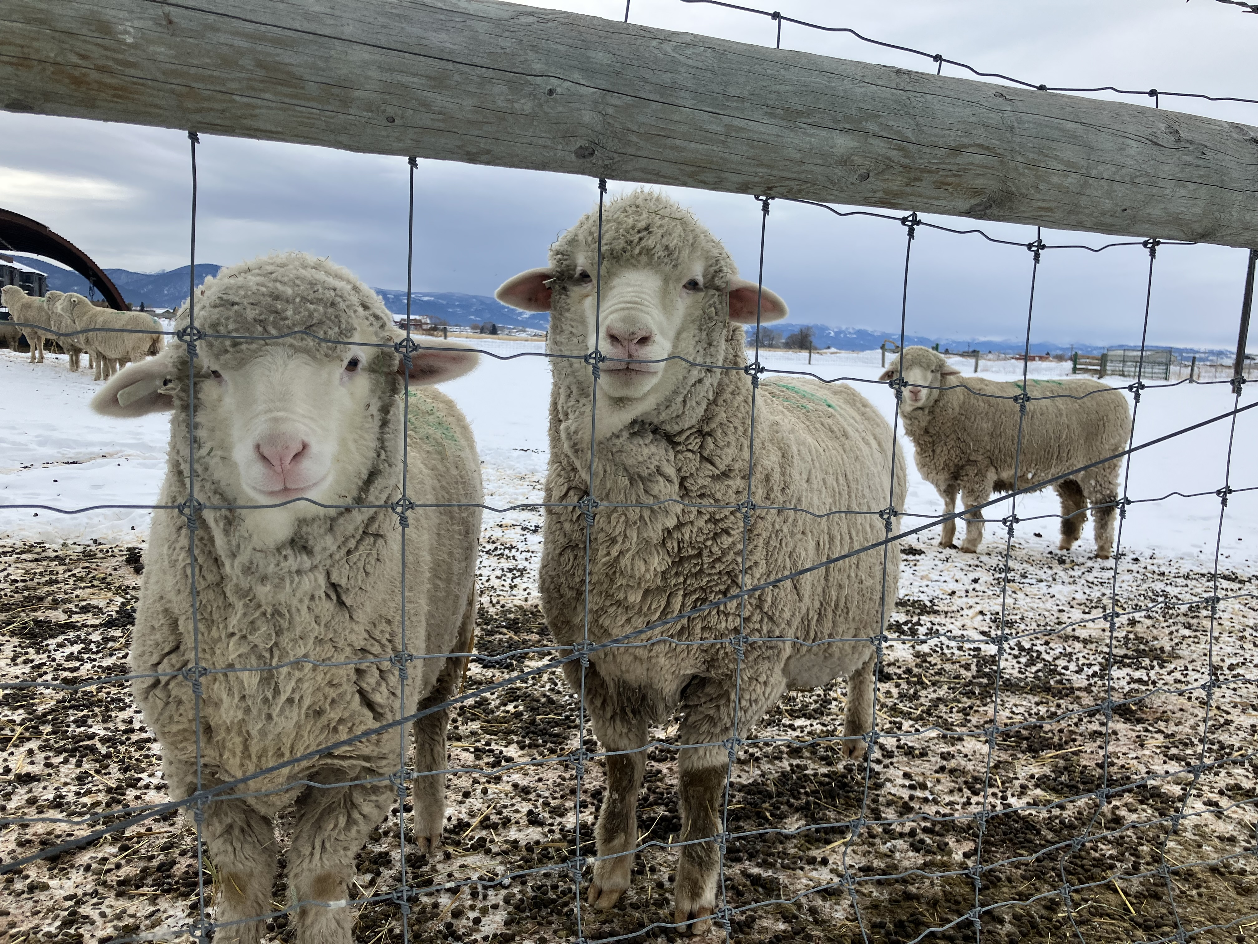 MAES Flock MAES Flock