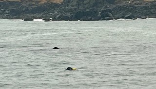 Seals