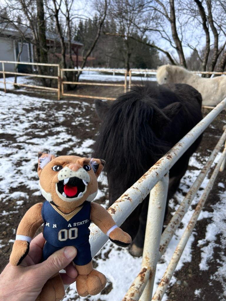 Horses