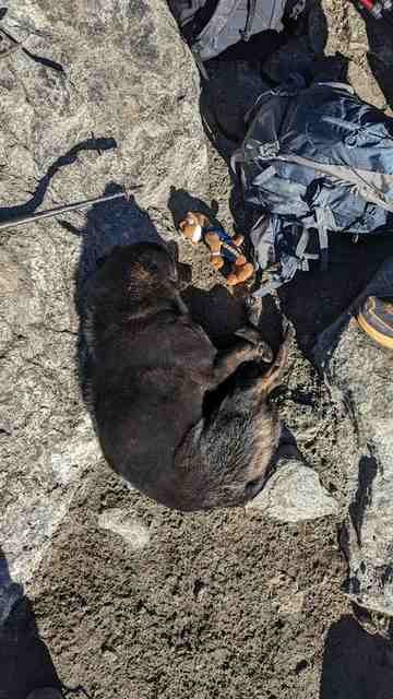 Gokyo Dog