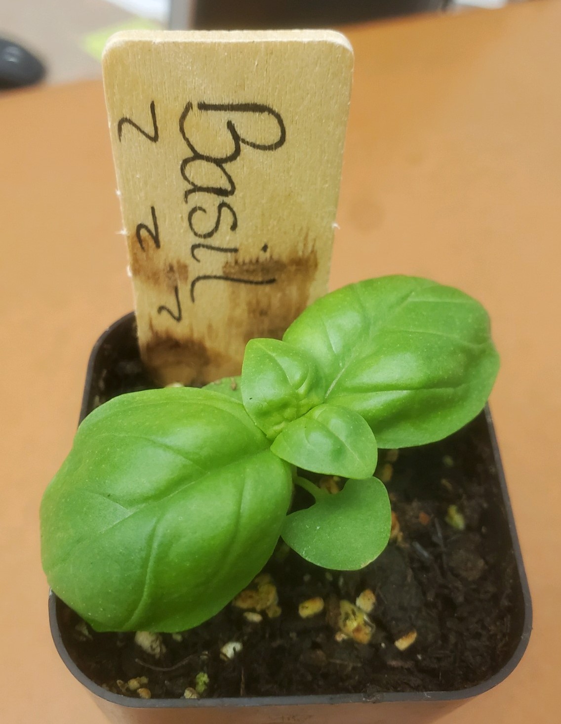 basil plant